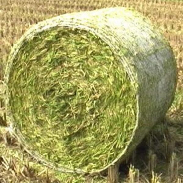 Triticale Silage