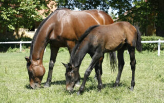 equine-vitamin-e-requirements