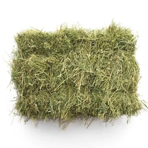 Hay Grass – 10% CP 67% NDF