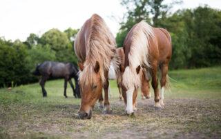 Horse Feed Cost