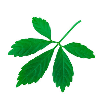 Jiaogulan Powder for Horses