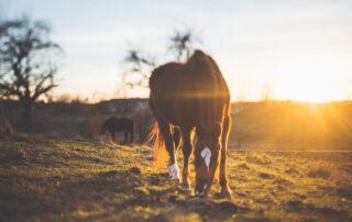 Selenium Benefits for Horses