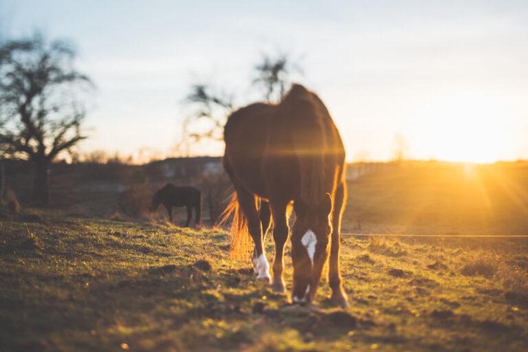 Selenium Benefits for Horses