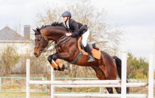 MSM Benefits for Horses