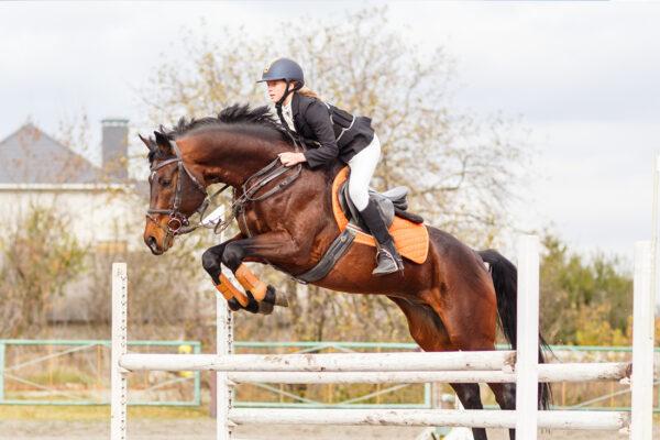 MSM Benefits for Horses