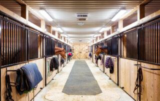 Gastric Ulcers in Horses