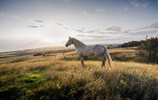 High Iron Dangers for Horses