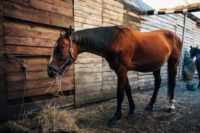 6 Science-Backed Benefits of Probiotics for Horses