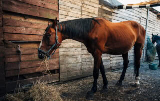 benefits-of-probiotics-in-horse-diets