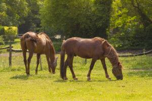 5 Research-Backed Benefits of Chasteberry in Horses