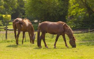 Chasteberry Benefits for Horses