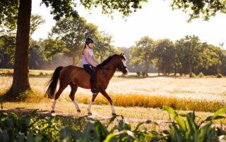 Omega-3 Benefits for Horses