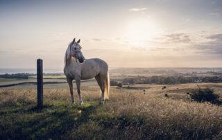 Milk Thistle Benefits for Horses