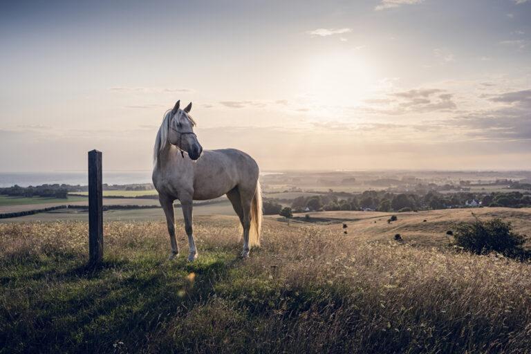Milk Thistle Benefits for Horses