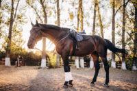 10 Science-Backed Benefits of Jiaogulan for Horses
