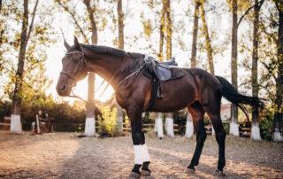 Jiaogulan Benefits for Horses