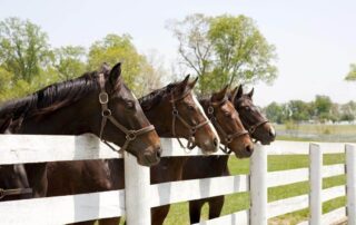 benefits-of-copper-for-horses