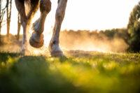 7 Science-Backed Benefits of Biotin for Horses