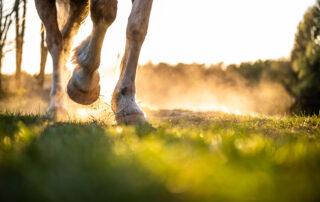 Biotin Benefits for Horses