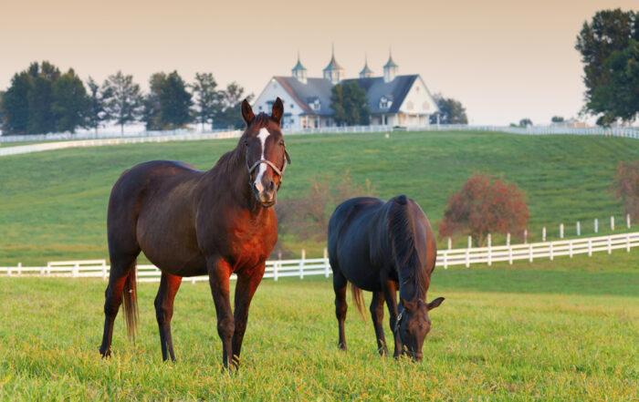 Signs of Ulcers in Horses
