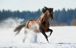 Vitamin E Supplements for Horses