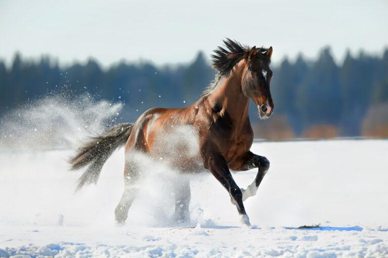 Vitamin E Supplements for Horses