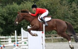 Amino Acids for Horses