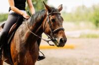 Fish Oil for Horses – Does this Supplement Work? [Research Review]