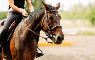 Fish Oil for Horses