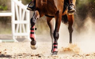Healthy Joints for Horses