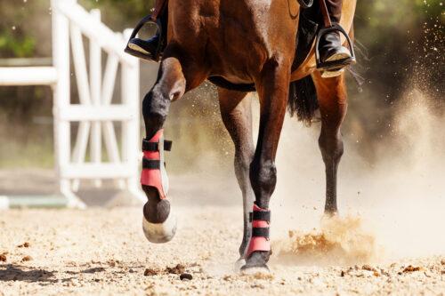 Healthy Joints for Horses