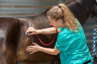 4 Common Causes of Hindgut Ulcers in Horses [How to Treat & Prevent]