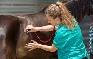 Hindgut Ulcers in Horses