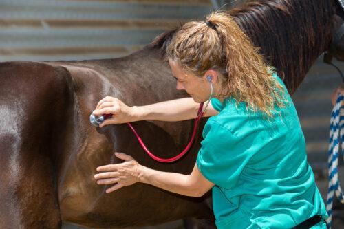 Hindgut Ulcers in Horses