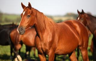 Lysine, Methionine & Threonine for Horses