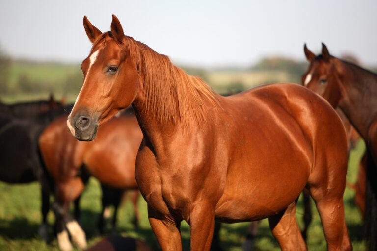 Lysine, Methionine & Threonine for Horses