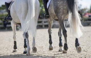Top Joint Supplements for Horses