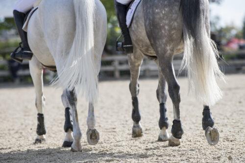 Top Joint Supplements for Horses