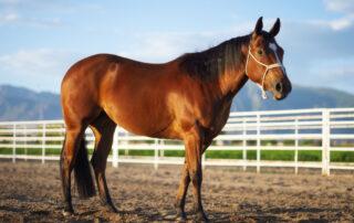 Benefits of Prebiotics for Horses