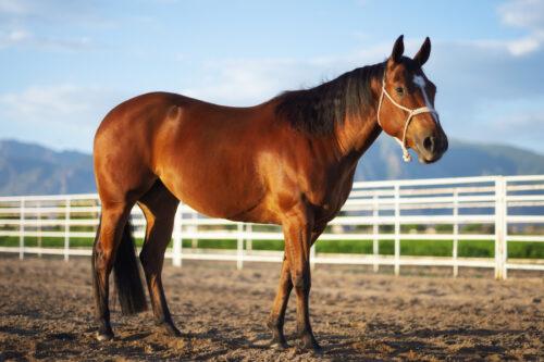 Benefits of Prebiotics for Horses