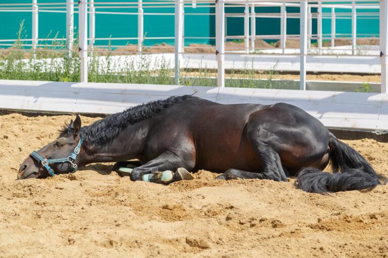 Colic Causes in Horses