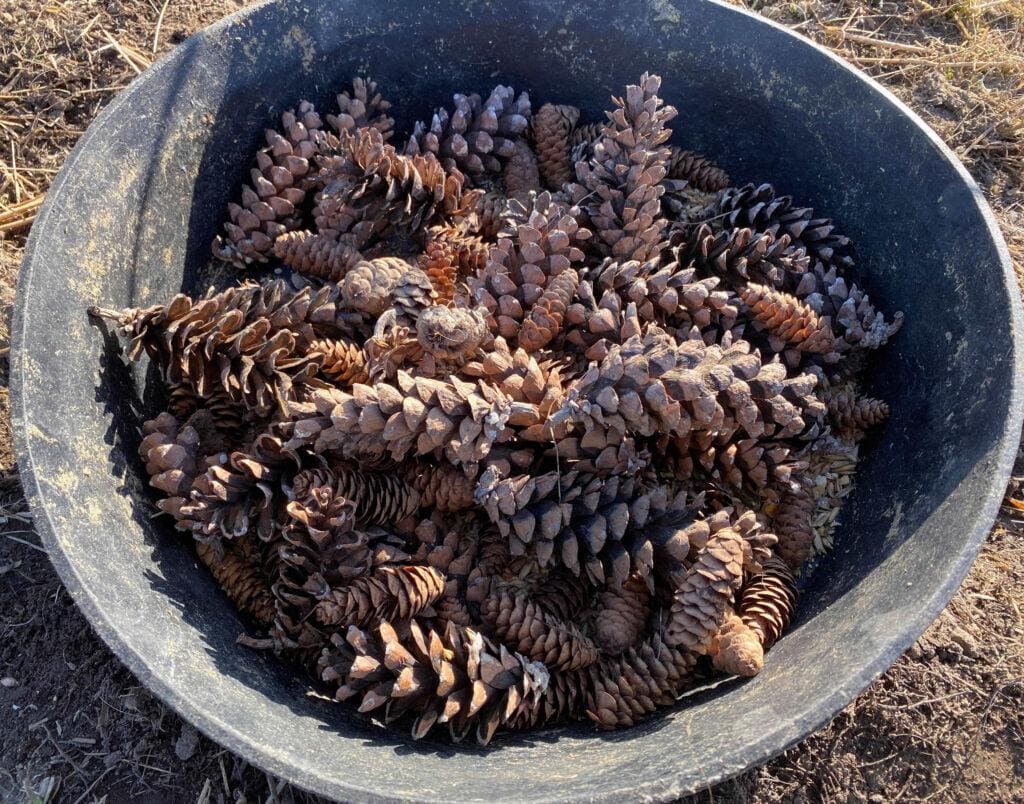 Equine Enrichment Activities - Feed Pan Filler