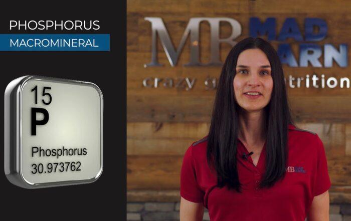 Phosphorus for Horses – Benefits, Feeding Rate & Requirements