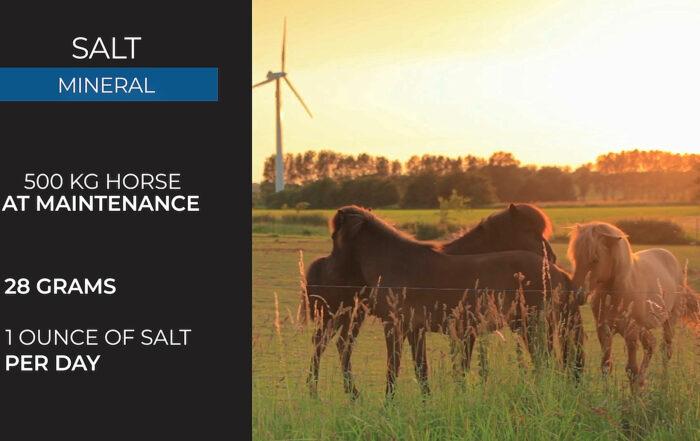 Salt for Horses – Uses, Signs of Deficiency & Requirements
