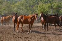 7 Research-Backed Benefits of Yeast for Horses