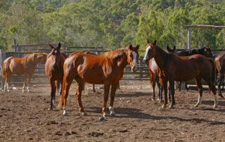 Yeast Benefits for Horses