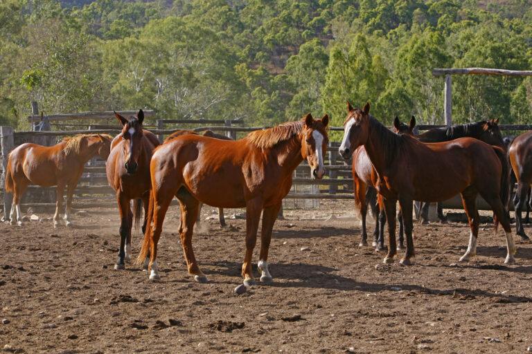 Yeast Benefits for Horses