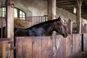 9 DIY Enrichment Activities for Horses to Prevent Boredom [LIST]