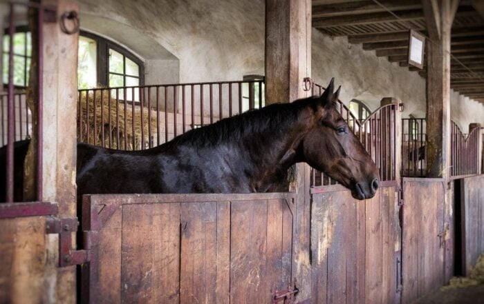 9 DIY Enrichment Activities for Horses to Prevent Boredom [LIST]