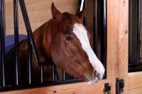 Hindgut Acidosis in Horses – Signs, Causes & How to Prevent